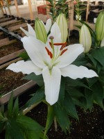 [4262 Sunny Okinawa No02.JPG]